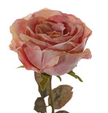 Rose Calista, 1 flower (Ø 11cm, h. 7cm), 2 sets of leaf (10 leaves), 66cm