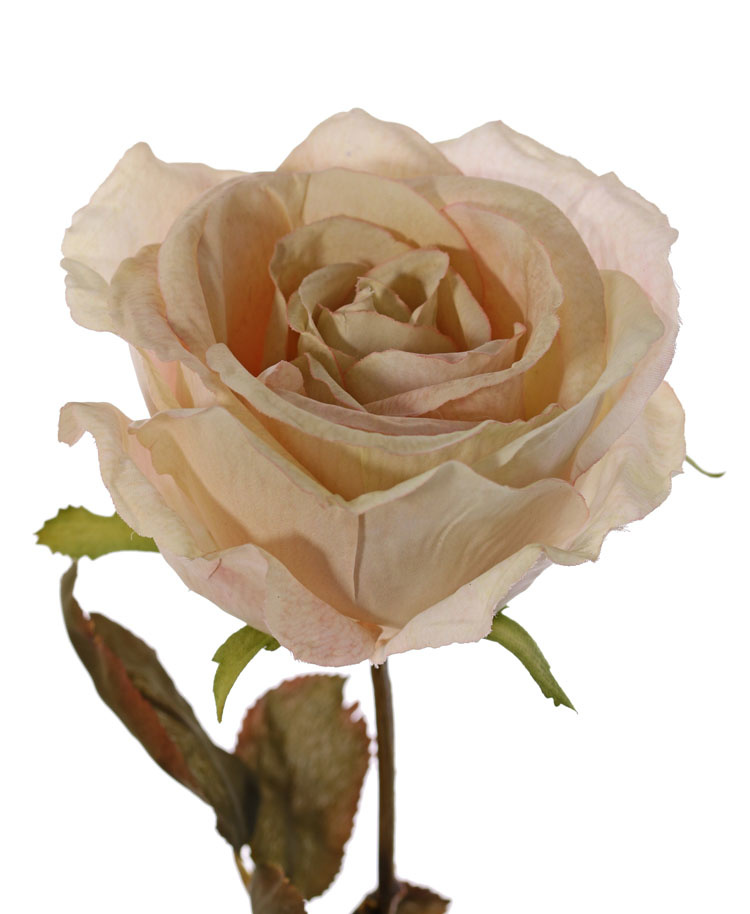 Rose Calista, Ø 11cm, H.7cm, 2 Blattsets (10 Blätter), 66cm
