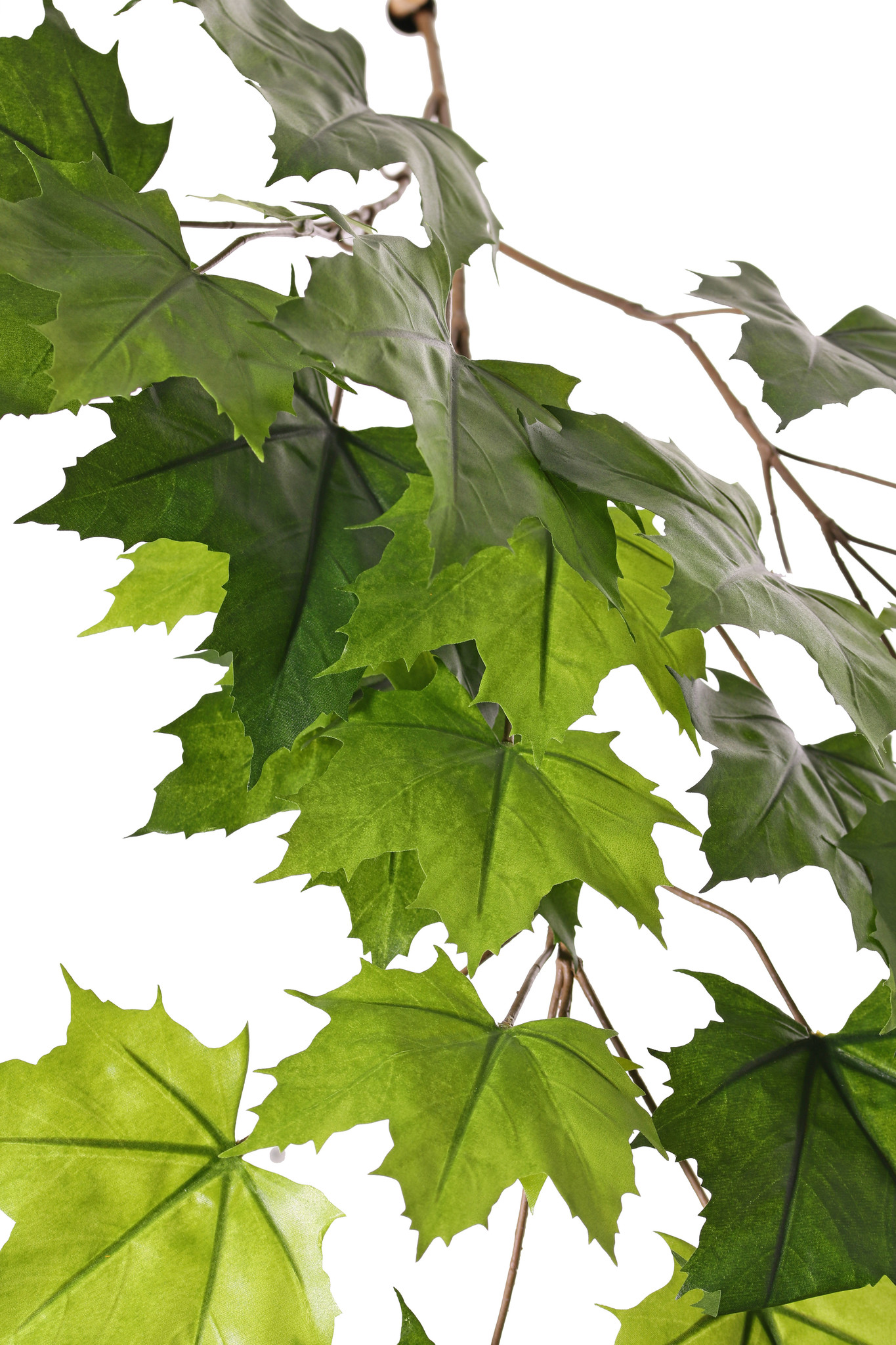 Ahorn-Blattzweig (Acer pseudoplatanus), mit 5 Verzweigungen, 23 Blätter, schwer entflammbar, 80cm