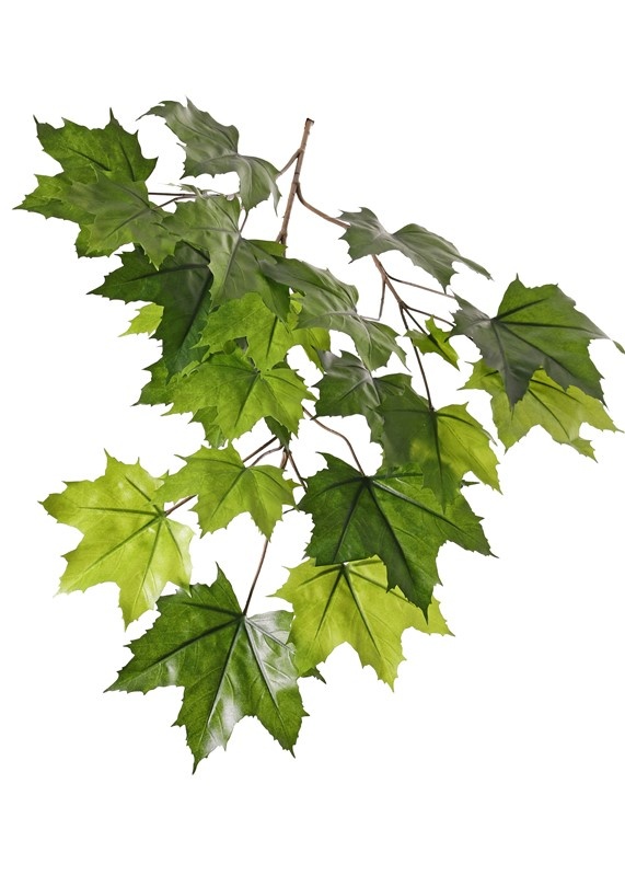 Ahorn-Blattzweig (Acer pseudoplatanus), mit 5 Verzweigungen, 23 Blätter, schwer entflammbar, 80cm