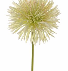 Chrysant (Chrysanthemum), Ø 15 cm, H. 6 cm, 58 cm