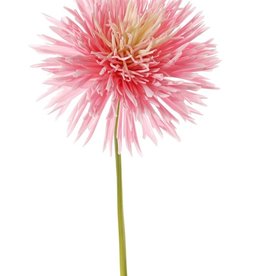 Chrysant (Chrysanthemum), Ø 15 cm, H. 6 cm, 58 cm