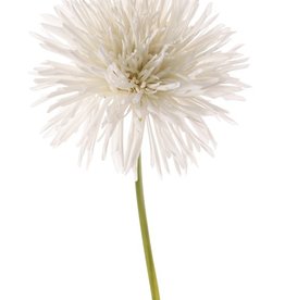 Chrysant (Chrysanthemum), Ø 15 cm, H. 6 cm, 58 cm