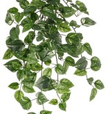 Golden pothos (Epipremnum aureum), 80 cm, 157 hojas.