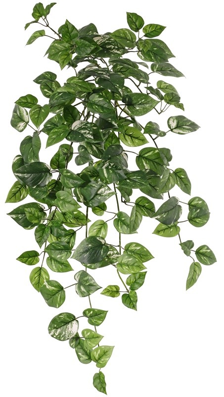 Golden pothos (Epipremnum aureum), 80 cm, 157 hojas.