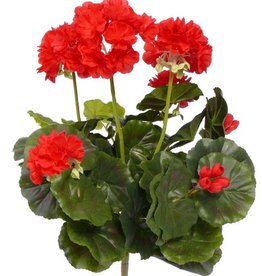 Geranium, Ø 30 cm