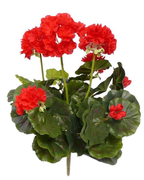 Geranie, französich, (Pelargonium grandiflora), 9 Ausläufer, 92 Blüten, (5 Blütenstände) & 52 Blätter, Ø 30 cm, H. 37 cm