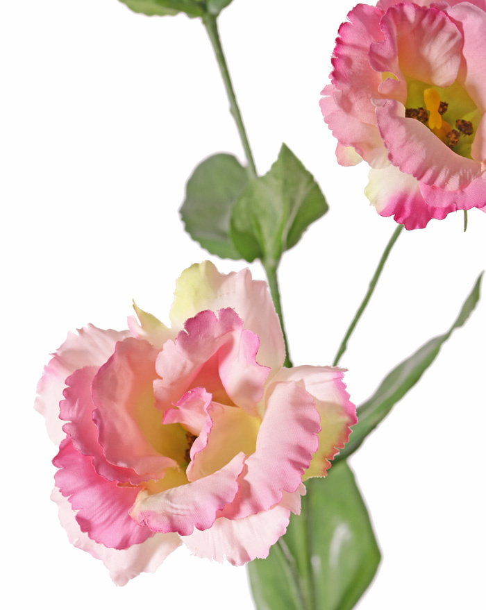 Lisianthus, Eustoma "de Luxe" x3fls 1 bud x10lvs 81cm