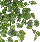 Golden pothos (Epipremnum aureum), 80 cm, 157 hojas.