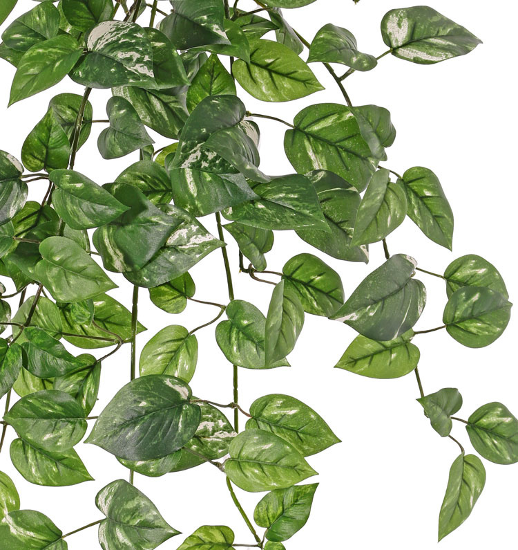 Golden pothos (Epipremnum aureum) hanger, 80cm, 157 lvs.