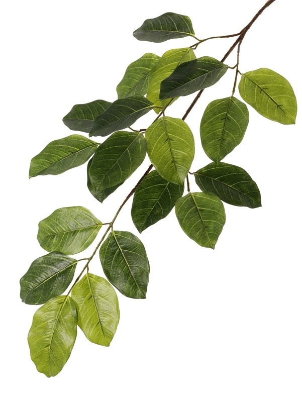 Banyan branch, 20 leaves., 82cm - fire retardant