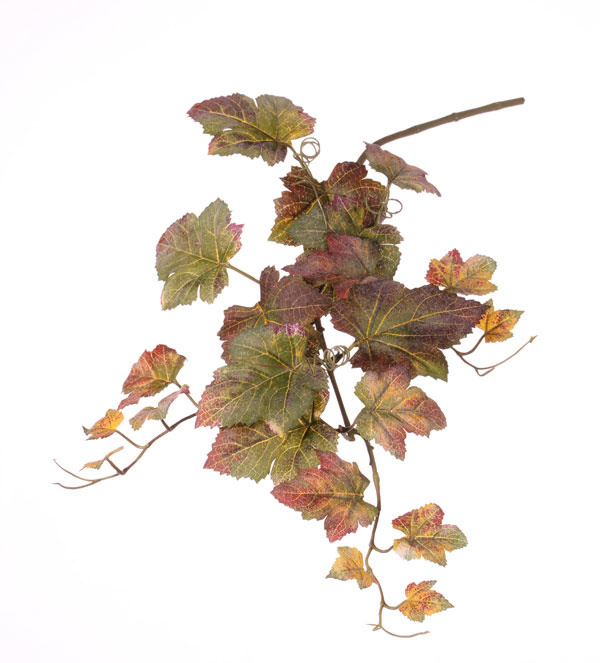 Grape branch, x3, x22lvs, 72cm