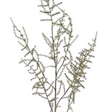 Asparagustak (acutifolius) 'wilde asparagus' x7, 'AutumnBreeze', 130cm