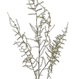 Asparagustak (acutifolius) 'wilde asparagus' met 7 vertakkingen, 'AutumnBreeze', 130 cm