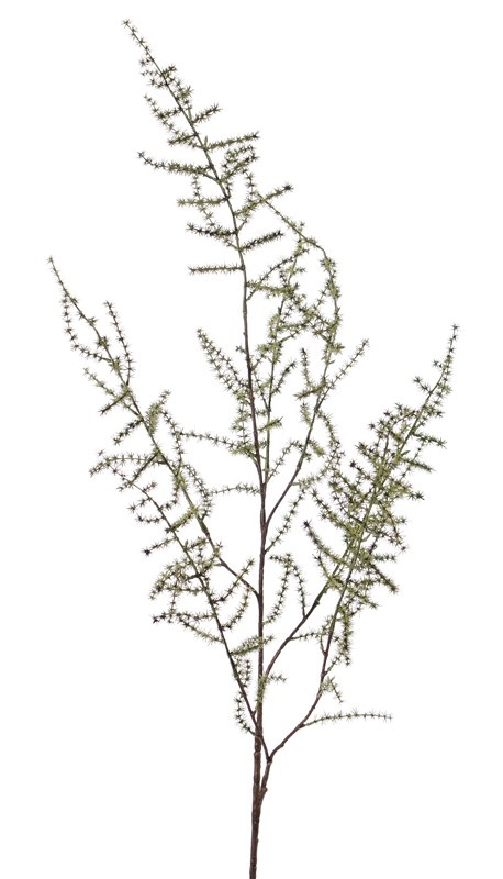 Spargelzweig (acutifolius) 'Wilder Asparagus' mit 7 Verzweigungen, 'AutumnBreeze', 130cm