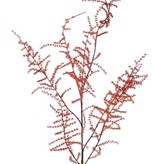 Asparagus branch (acutifolius) 'wild asparagus', 'AutumnBreeze', 130cm