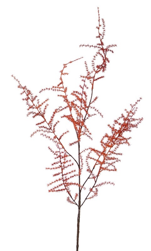 Asparagus branch (acutifolius) 'wild asparagus', 'AutumnBreeze', 130cm