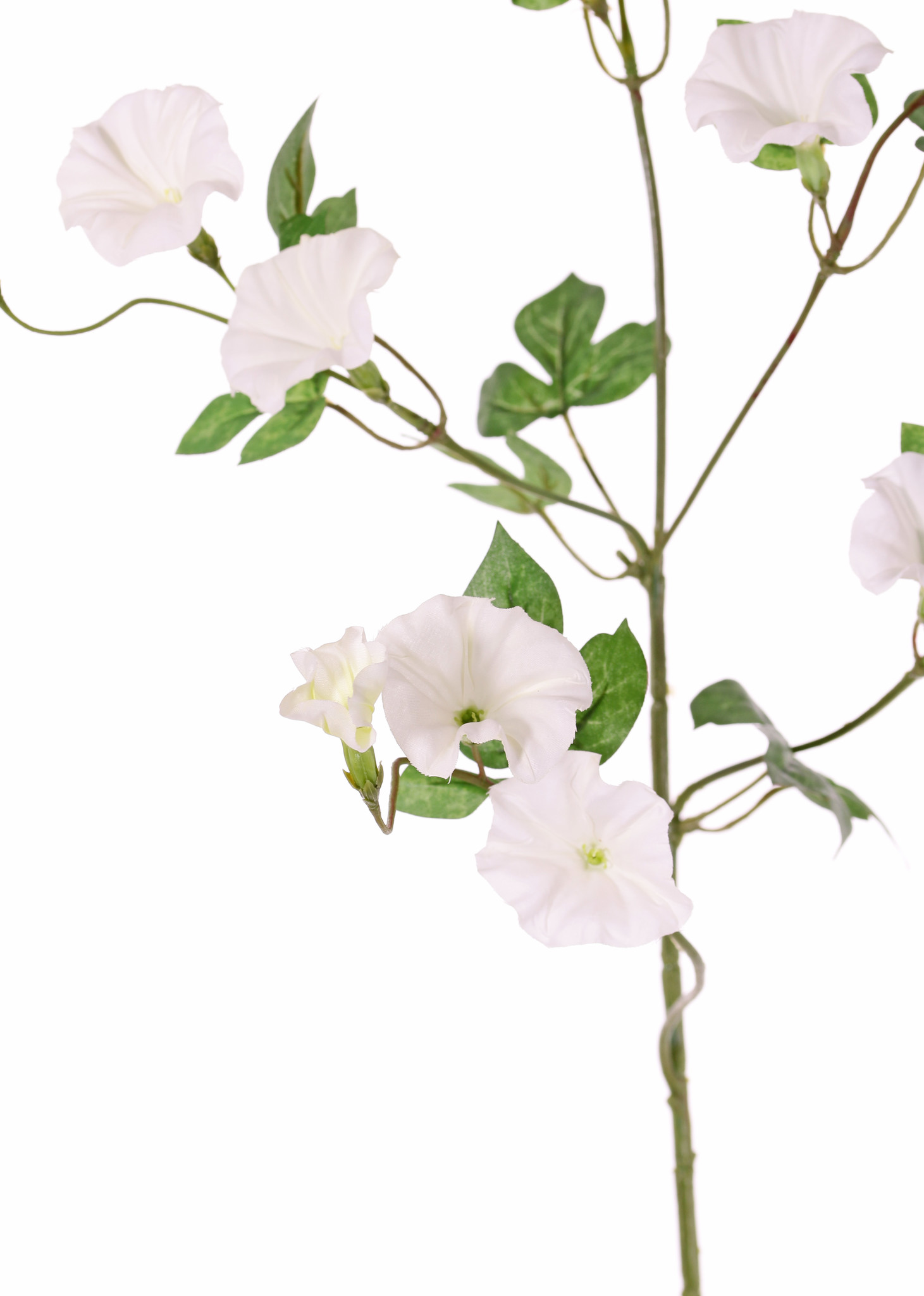 Winden (Convolvulaceae) 4 Verzweigungen, 15 Blumen, 14 Blätter, 63 cm