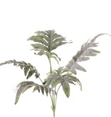 Phlebodium aureum (Blauwvaren) met 7 bladeren, 68 cm