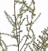 Asparagus branch (acutifolius) 'wild asparagus', 'AutumnBreeze', 130cm