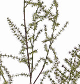 Spargelzweig (acutifolius) 'Wilder Asparagus' mit 7 Verzweigungen, 'AutumnBreeze', 130cm