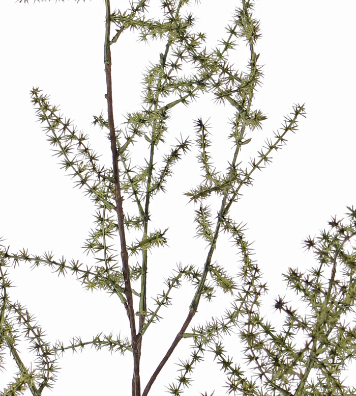 Spargelzweig (acutifolius) 'Wilder Asparagus' mit 7 Verzweigungen, 'AutumnBreeze', 130cm