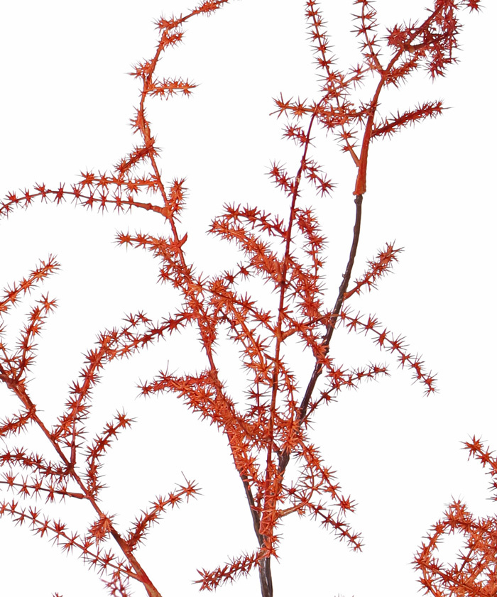 Rama Asparagus (acutifolius)  x7, 'AutumnBreeze', 130cm