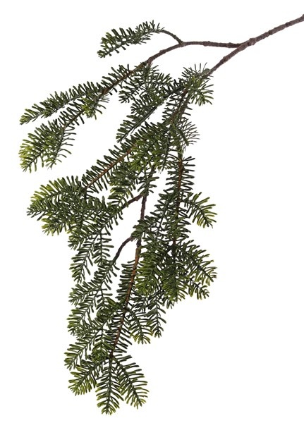 Pine spray (Abies) x6, flat needles, 83cm