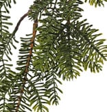 Pine spray (Abies) x6, flat needles, 83cm