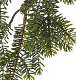 Tannenzweig (Abies) 6 Verzweigungen, platte Nadeln, 83cm