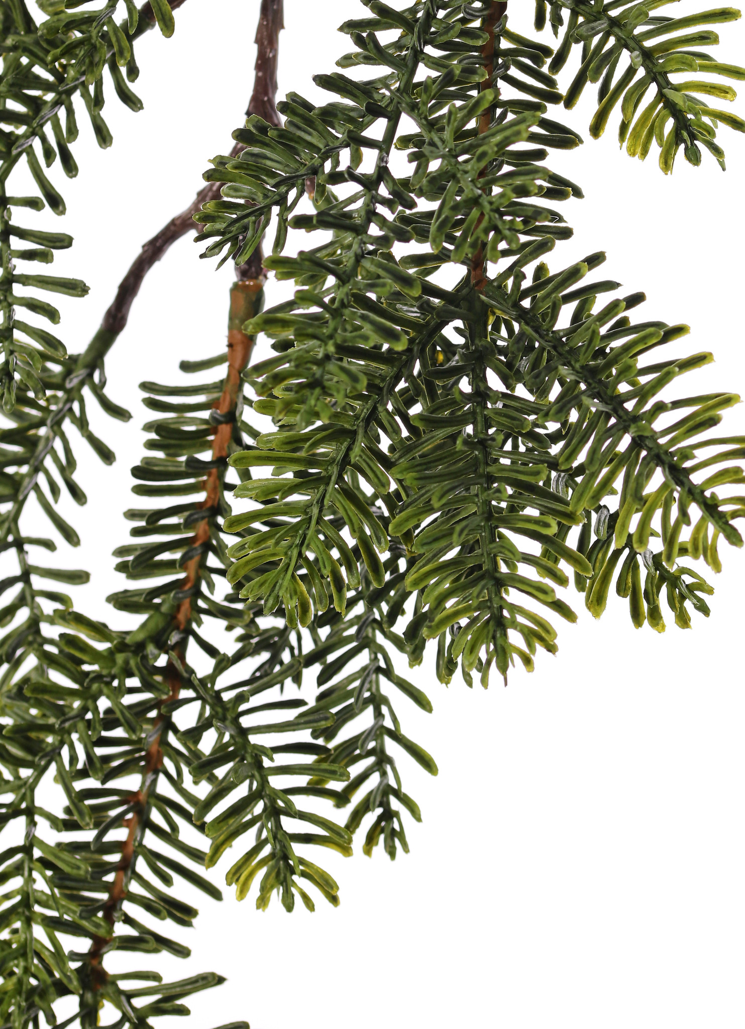 Pine spray (Abies) x6, flat needles, 83cm