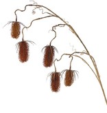Kaardeboltak (Dipsacus) x5, met 5 kaardebollen (3x 8cm & 2x 6cm), 118cm