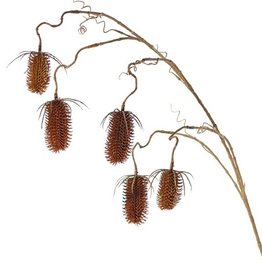 Rama de Dipsacus x5, con 5 frutos (3x 8cm & 2x 6cm), 118cm