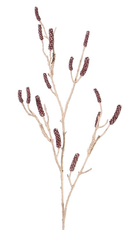 Callistemon (limpiabotellas, calistemo), 120cm