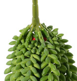 Sedum Morganianum (donkey tail or burro's tail), 9 trailing stems, 2x 25 cm, 4x 18 cm, 3x 15 cm, 846 hojas  31 cm