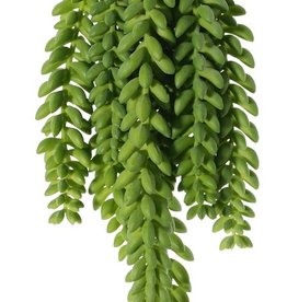 Sedum Morganianum (Schlangen-Fetthenne), 9 Stränge, 2x 25 cm, 4x 18 cm, 3x 15 cm, 846 Blätter , 31cm