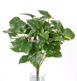 Pothos (Scindapsus) medium, 60 hojas, 50 cm, resistente al fuego