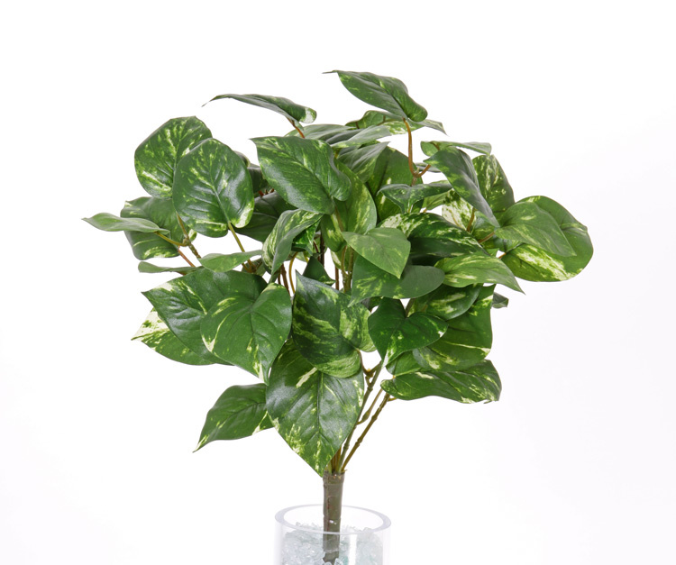 Pothos (Scindapsus) medium, 60 hojas, 50 cm, resistente al fuego