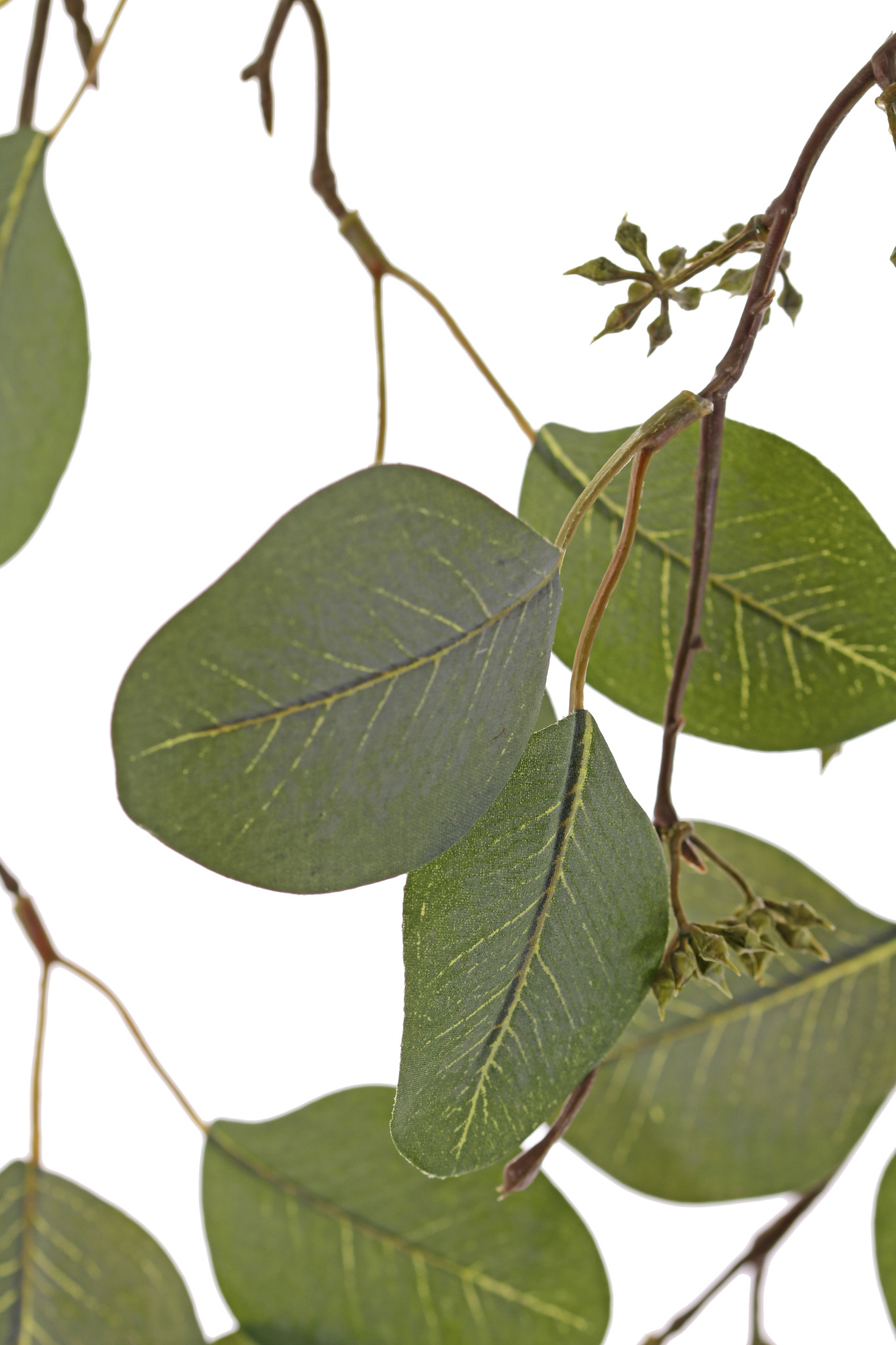 Eucalyptus leaf hanging branch x2, 62 leaves & 52 fruits, 122cm