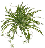 Chlorophytum (Grünlilie), 9 Verzweigungen, mit 15 Ablegern, 78 Blätter, H. 50 cm, Ø 60 cm