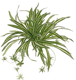 Chlorophytum (Graslelie), 9 vertakkingen, met 15 juvenielen & 78 blad, Ø 60cm