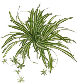 Chlorophytum (Grünlilie), 9 Verzweigungen, mit 15 Ablegern, 78 Blätter, H. 50 cm, Ø 60 cm