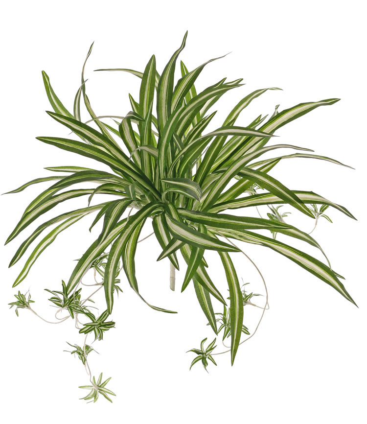 Chlorophytum (Grünlilie), 9 Verzweigungen, mit 15 Ablegern, 78 Blätter, H. 50 cm, Ø 60 cm