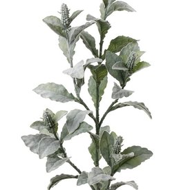 Stachys byzantina , 106cm