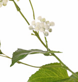 Eupatorium, 34 clusters of flowers, 5 leaves, 80 cm