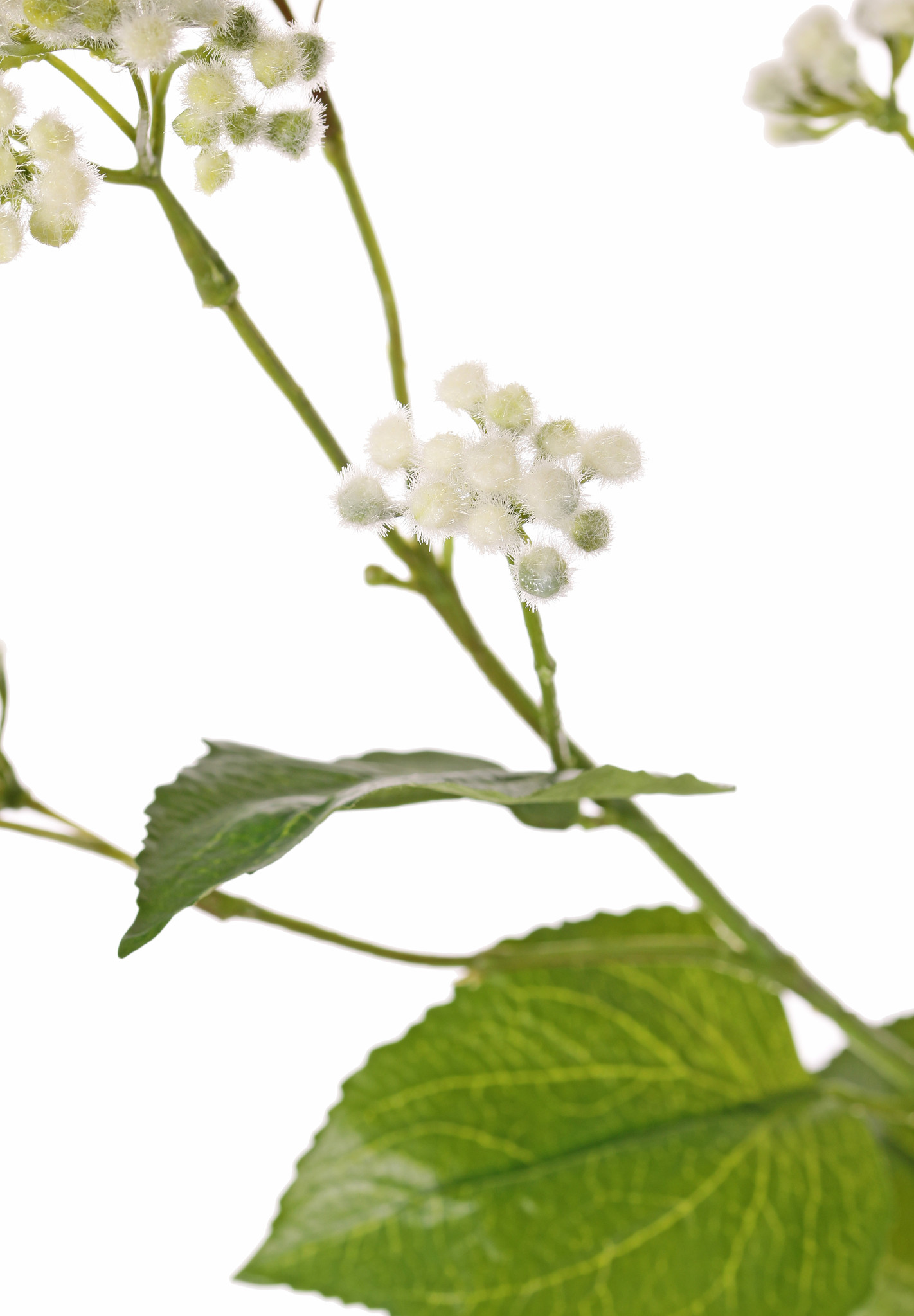 Eupatorium (Wasserdost, Wasserhanf) mit 34 Blütenbündel, 5 Blättern, 80 cm