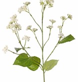 Eupatorium (Leverkruid), 3 vertakkingen, 34 clusters bloemen, 5 blad, 80 cm