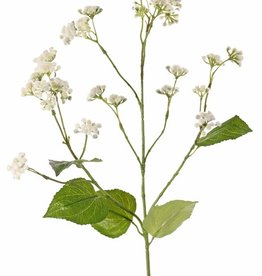 Eupatorium, 34 flores, 5 hojas, 80 cm