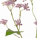 Eupatorium (Leverkruid), 3 vertakkingen, 34 clusters bloemen, 5 blad, 80 cm