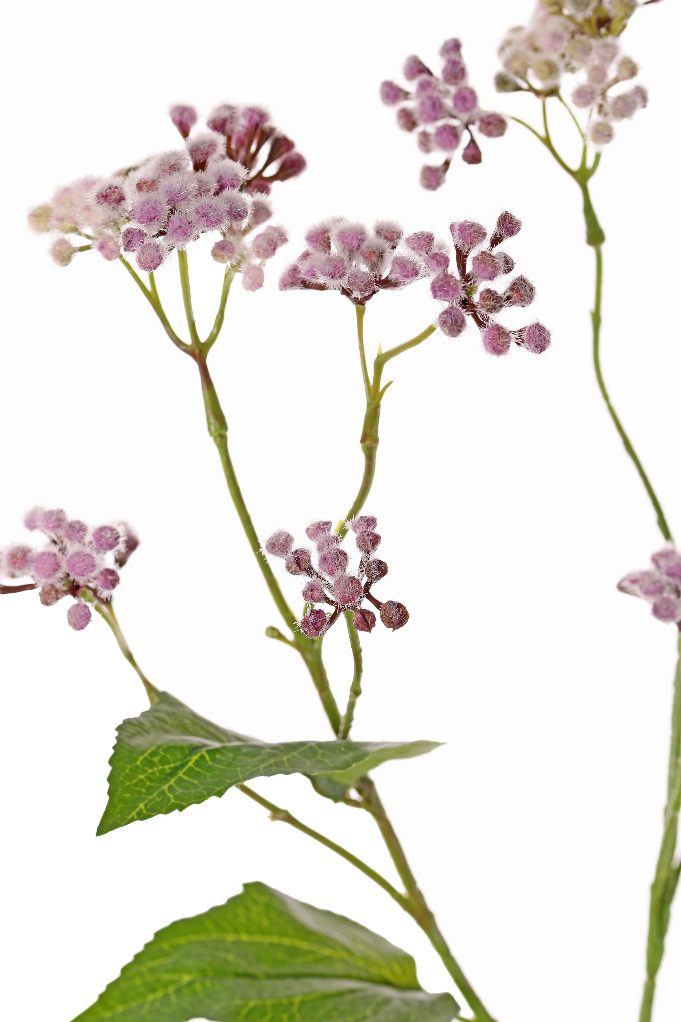 Eupatorium, 34 flores, 5 hojas, 80 cm